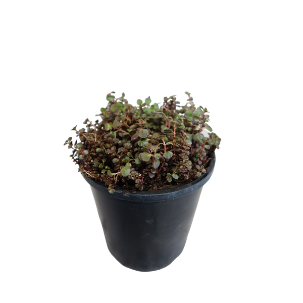 Sedum Spurium Chocolate Blob - 1.9L