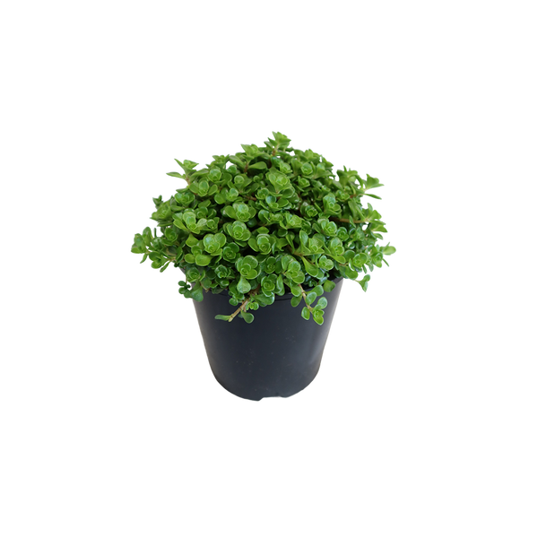 Sedum Spathulifolium Green Blob - 1.9L