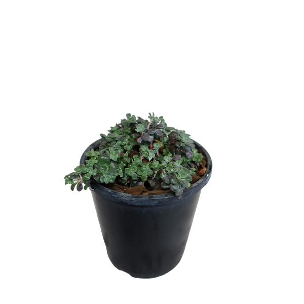 Sedum Spathulifolium Purple Blob - 1.9L