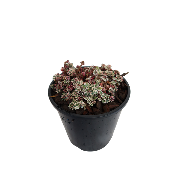 Sedum Spurium Rainbow Blob - 1.9L