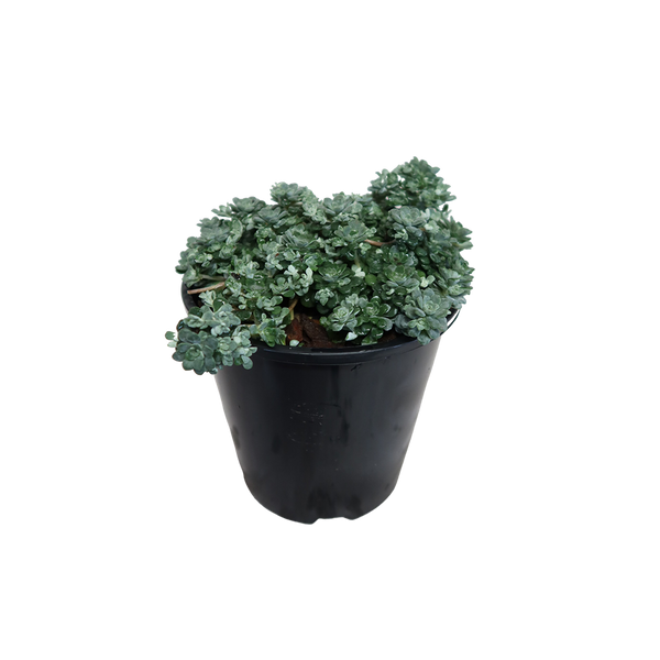 Sedum Spathulifolium Silver Blob - 1.9L