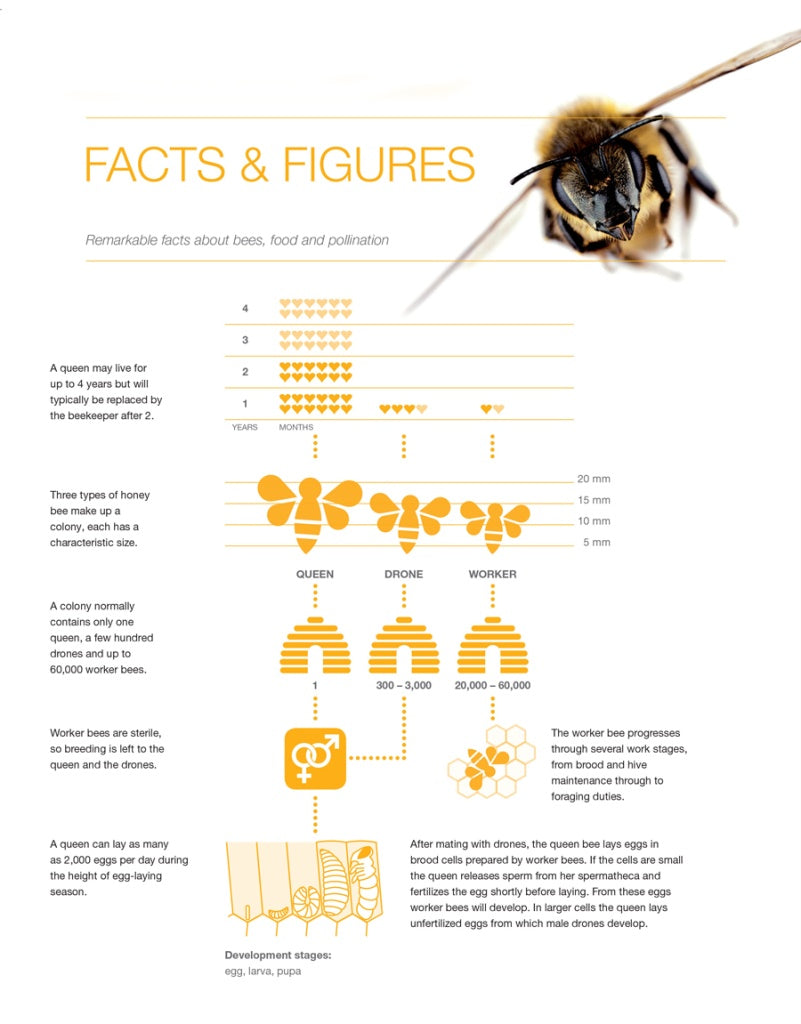 The Importance of Beeing Bee Friendly - Palmers Garden Centre