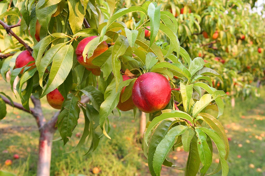 Grow Your Own Fruit Bowl - Palmers Garden Centre