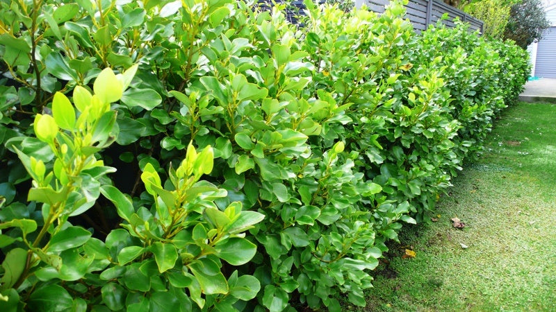 Statement Shrubs - Palmers Garden Centre