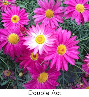 We Dig This: Argyranthemum Double Act & Purity - Palmers Garden Centre