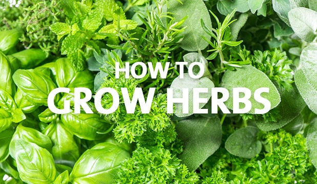 How To Grow Herbs Palmers Garden Centre