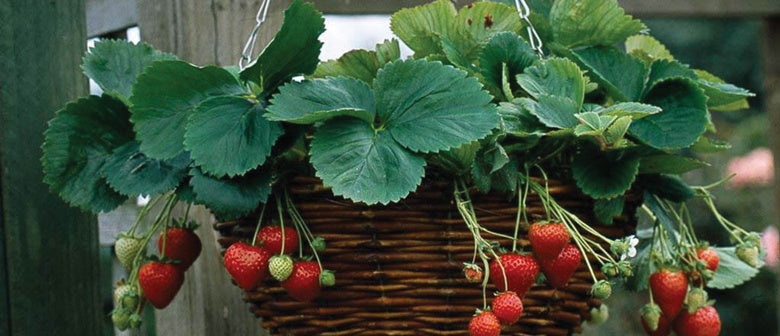 Short On Space? Plant Your Strawberries Here - Palmers Garden Centre