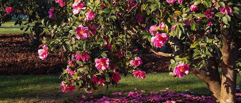 Camellias Varieties Choice And Care Palmers Garden Centre