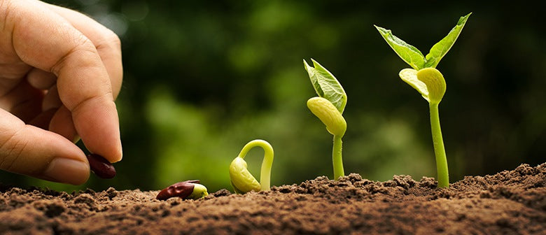 the-guide-to-growing-from-seed-palmers-garden-centre