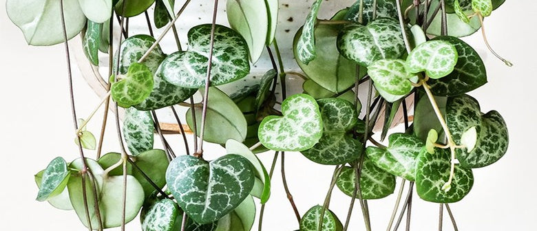 Houseplants with Heart - Palmers Garden Centre