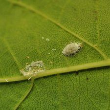 What's Wrong with my Citrus Tree? - Palmers Garden Centre