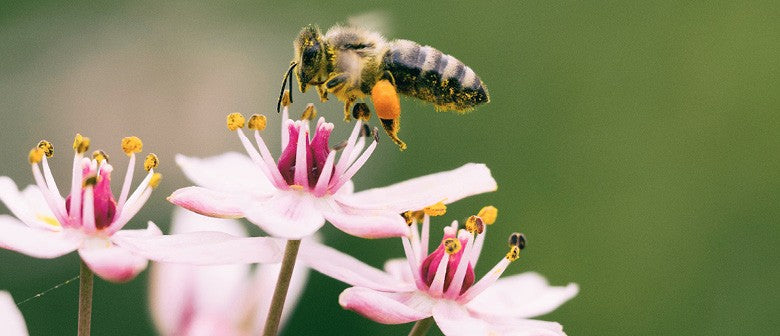 All Things Bees Palmers Garden Centre