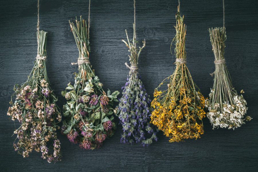 A Guide to Drying Flowers - Palmers Garden Centre